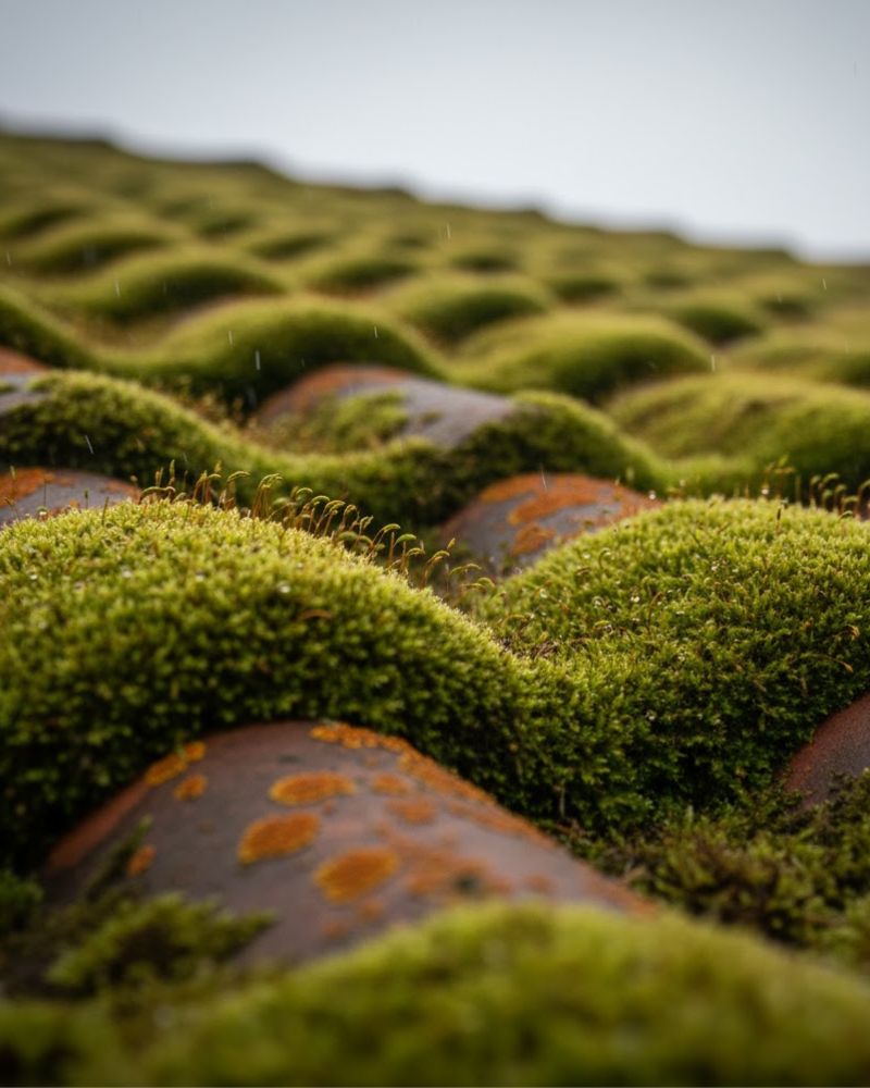 Moss on tile roof Melbourne treatment