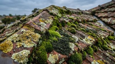 Roof moss removal Melbourne